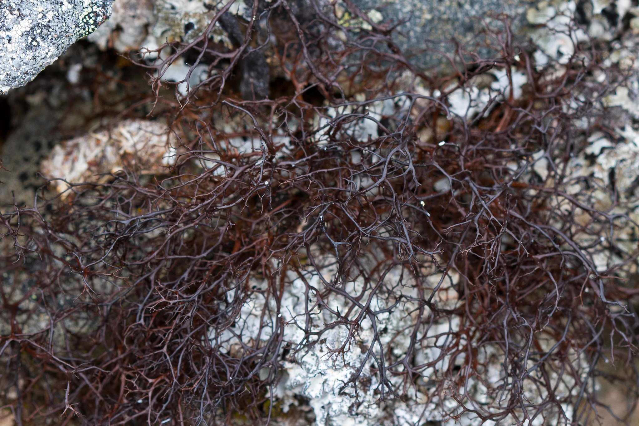 Image of bryocaulon lichen