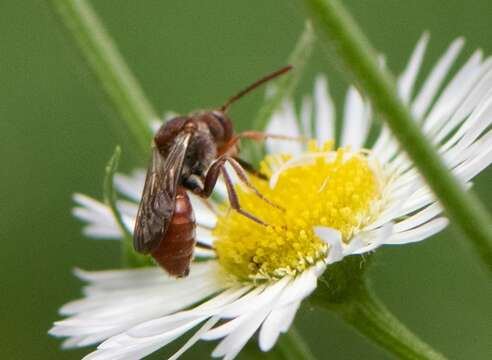 Image of Nomada erigeronis Robertson 1897