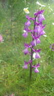 Image of Anacamptis alata (Fleury) H. Kretzschmar, Eccarius & H. Dietr.