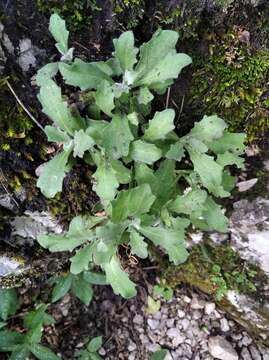 Image of Gray rockcress