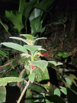 Image of Nematanthus fissus (Vell.) L. E. Skog