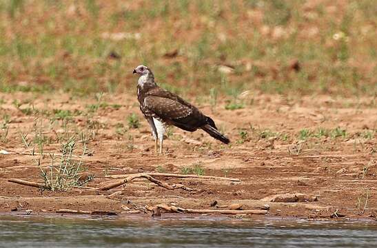 Image of Madagascan Harrier-Hawk