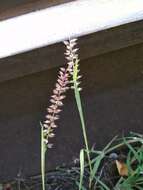 Image of stalked bur grass