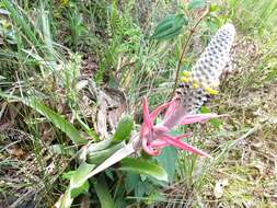 Image of Aechmea bromeliifolia (Rudge) Baker ex Benth. & Hook. fil.