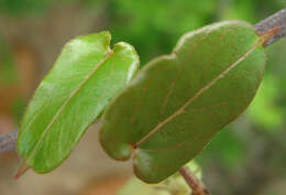 Image of Ceropegia lugardiae N. E. Br.