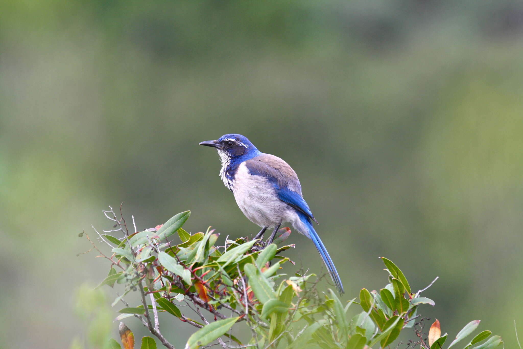 Image of Aphelocoma Cabanis 1851