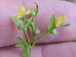 Image of Woodland Flax