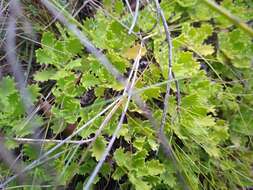 Image of Osmitopsis dentata (Thunb.) Bremer