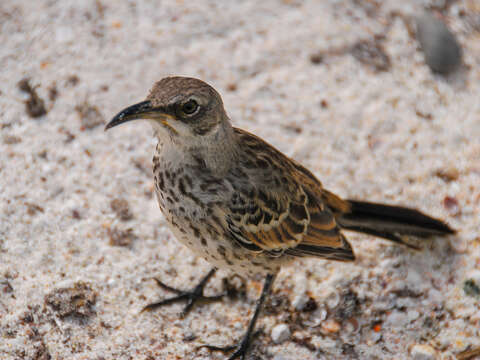 Image of Espanola Mockingbird