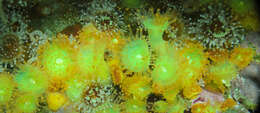 Image of Jewel anemone