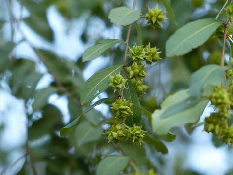 Image de Terminalia pendula (Edgew.) Gere & Boatwr.