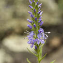 Image of Veronica sessiliflora Bunge