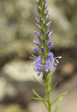 Sivun Veronica sessiliflora Bunge kuva