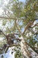 Image of Platanus gentryi Nixon & J. M. Poole