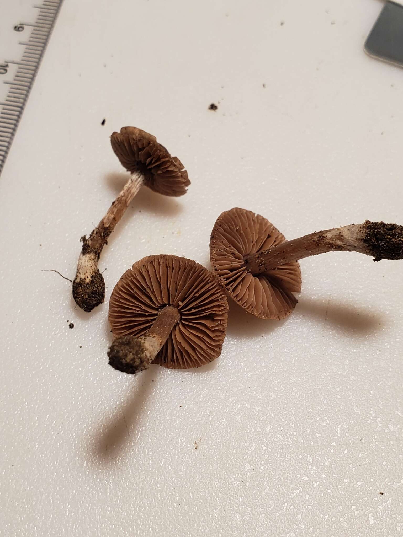 Image of Cortinarius ferrugineovelatus Kytöv., Liimat. & Niskanen 2014