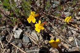 Image of widecalyx monkeyflower