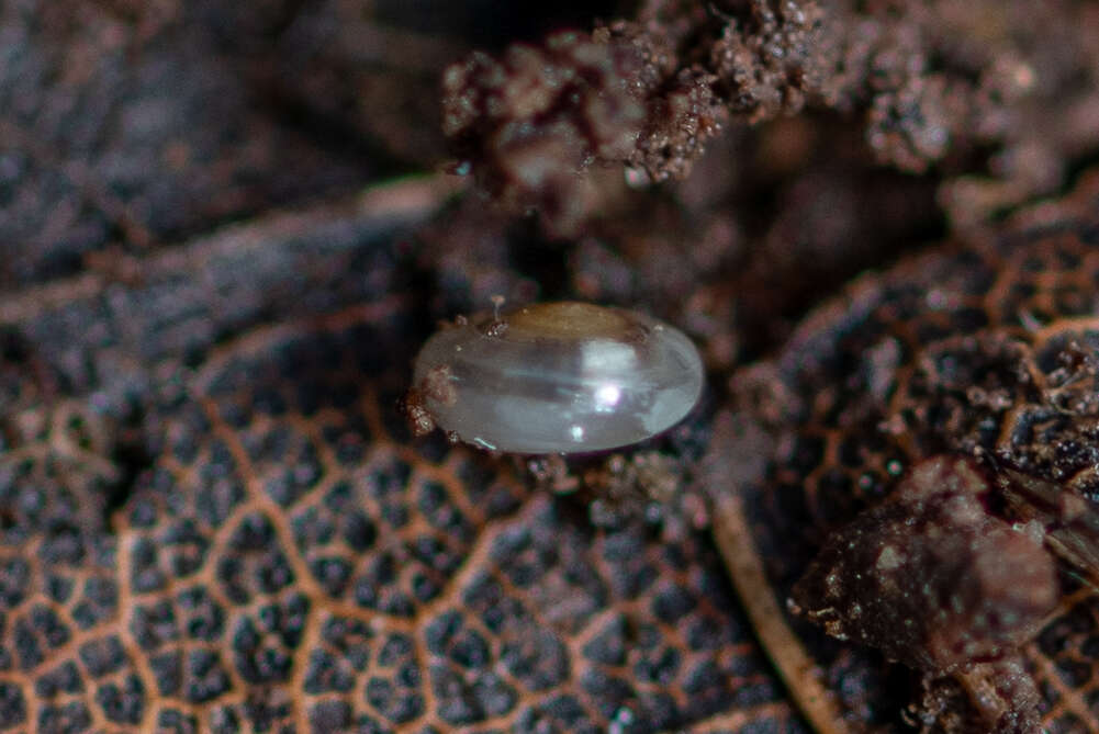 Image of milky crystal snail