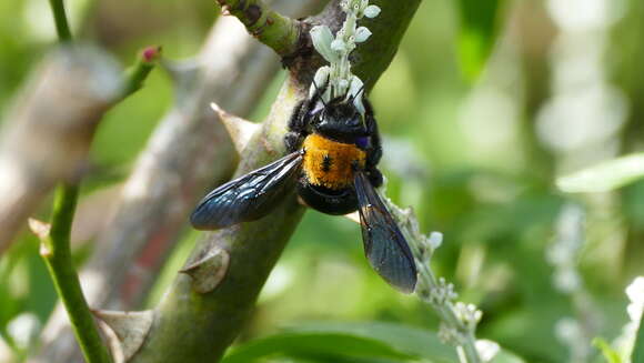 Imagem de Xylocopa appendiculata Smith 1852