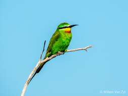 Image of Blue-cheeked Bee-eater