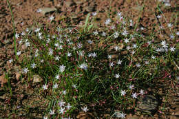 Image of Strumaria tenella subsp. tenella