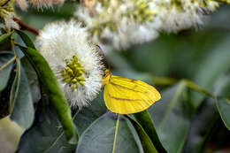 Image of Enantia clarissa (Weymer 1895)