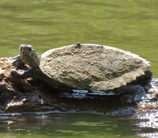 Image of Ouachita Map Turtle