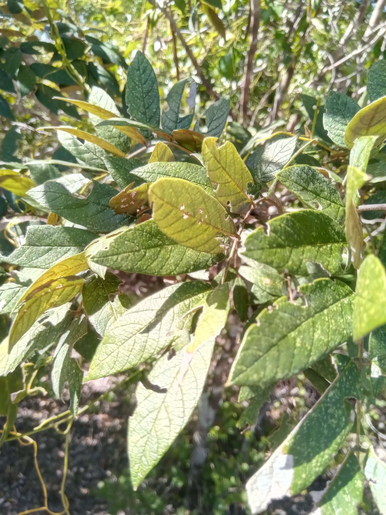 Слика од Millettia aurea (R. Vig.) Du Puy & Labat