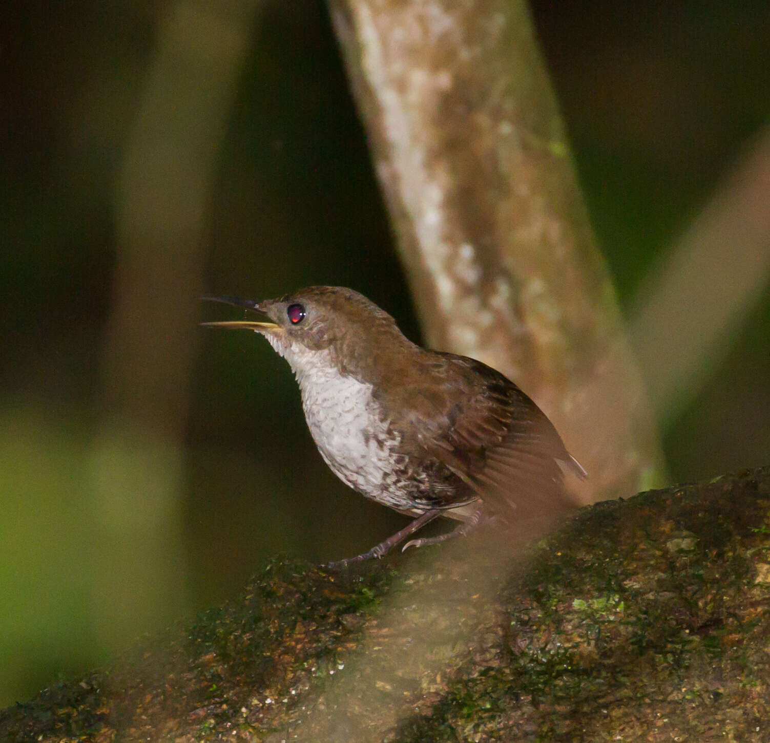 Слика од Microcerculus marginatus (Sclater & PL 1855)