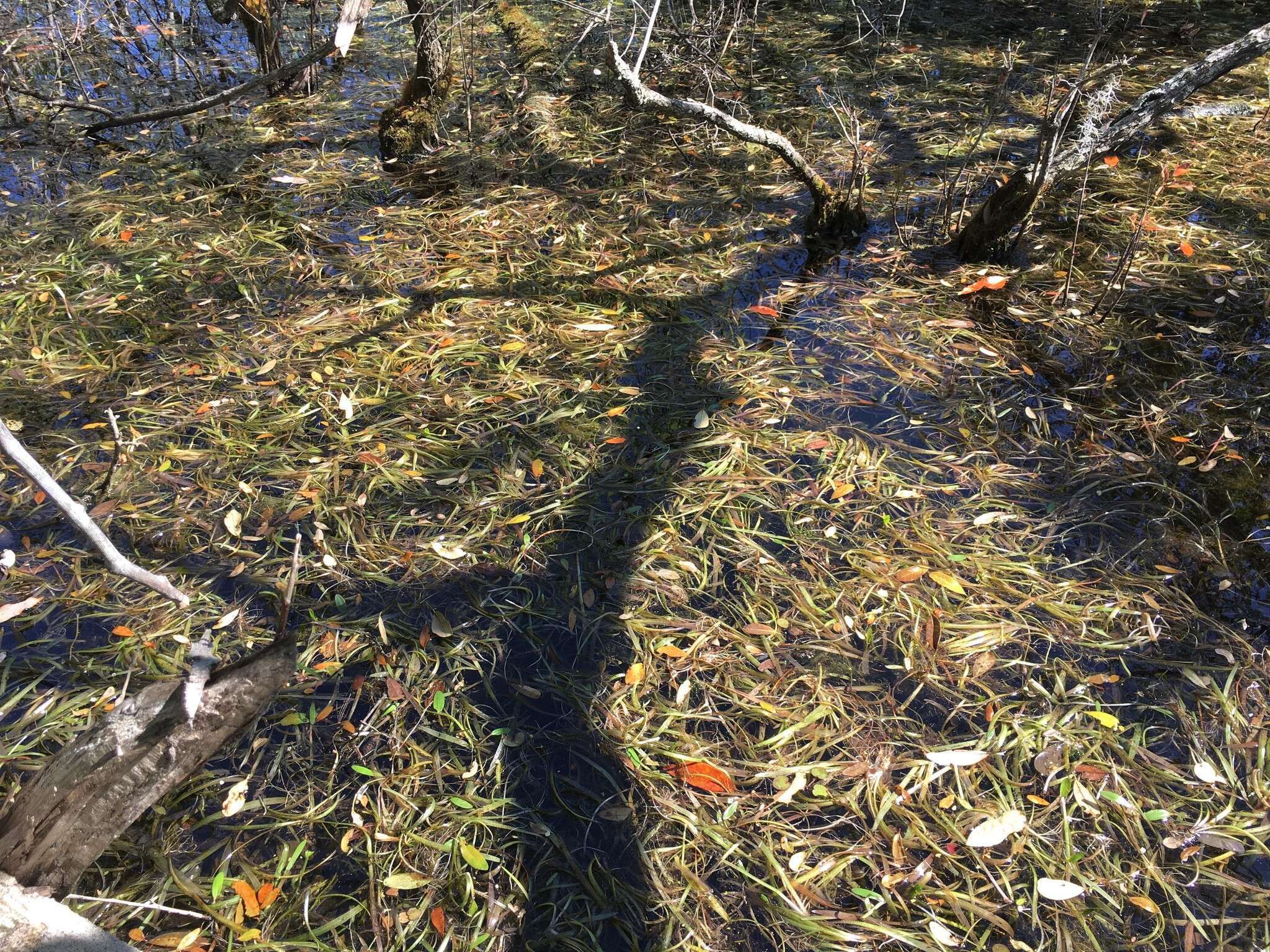 Imagem de Sagittaria subulata (L.) Buchenau