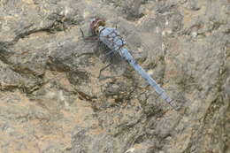 Image of Desert Skimmer