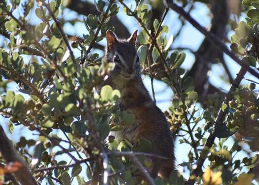 Image of Merriam’s Chipmunk