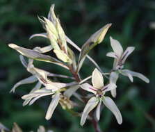 Image of Disa harveyana subsp. longicalcarata S. D. Johnson & H. P. Linder