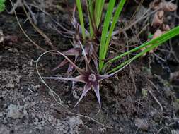 Image of Miersia humilis
