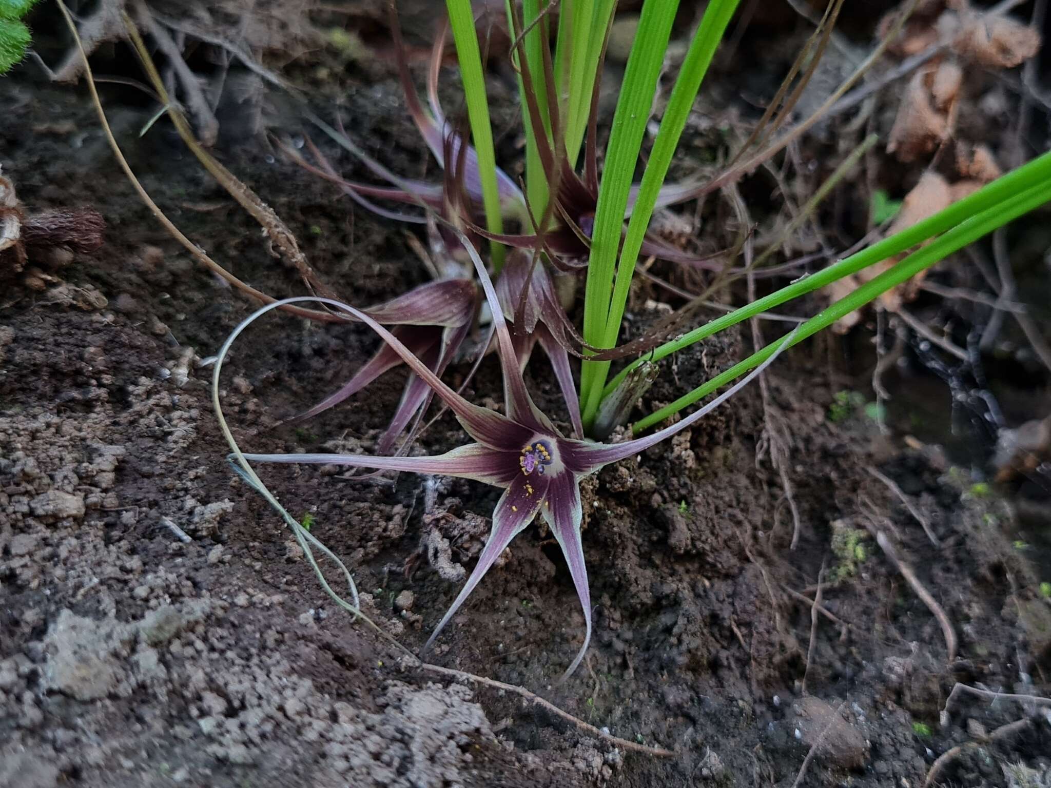 Image of Miersia humilis