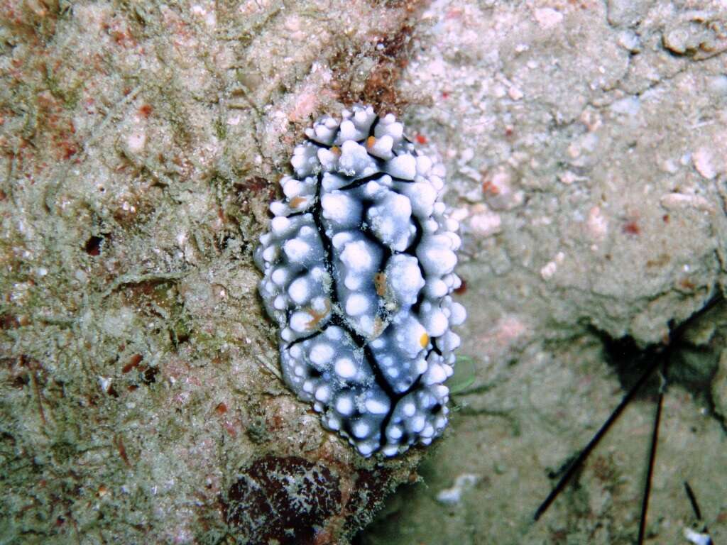 Image of Lumpy black grey orange slug