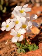 Image of Oxalis dreyerae Oberl. & Roets