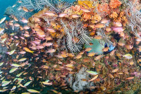 Image of Brown stinging hydroid