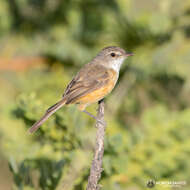 Image of Rufous-sided Pygmy Tyrant