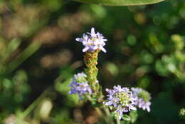 Слика од Phyllopodium cuneifolium (L. fil.) Benth.