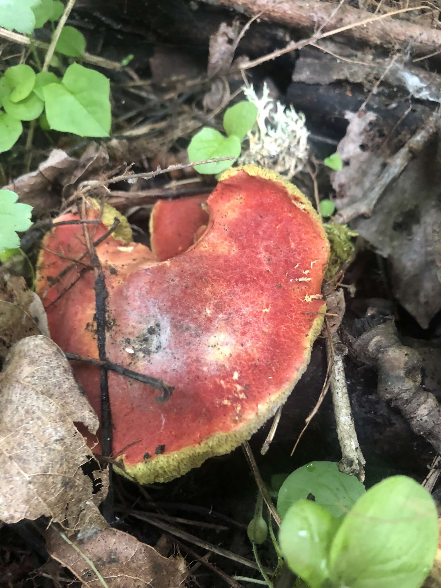 Image de Hortiboletus coccyginus