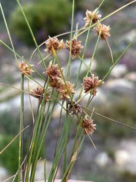 Imagem de Ficinia gracilis Schrad.