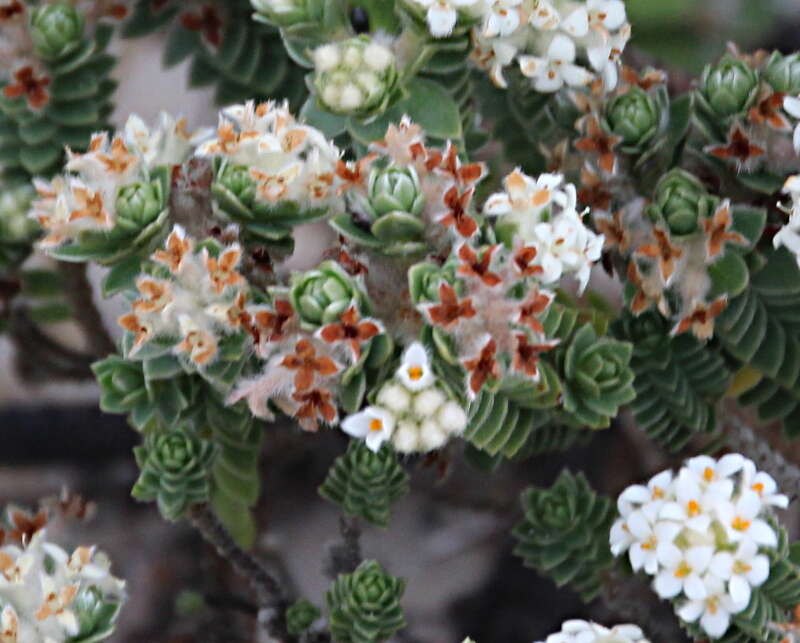 Image of Pimelea villosa Banks & Soland. ex Meissn.