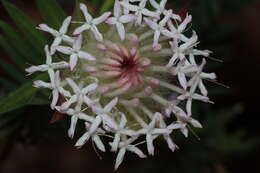 Image of Pimelea spectabilis Lindl.