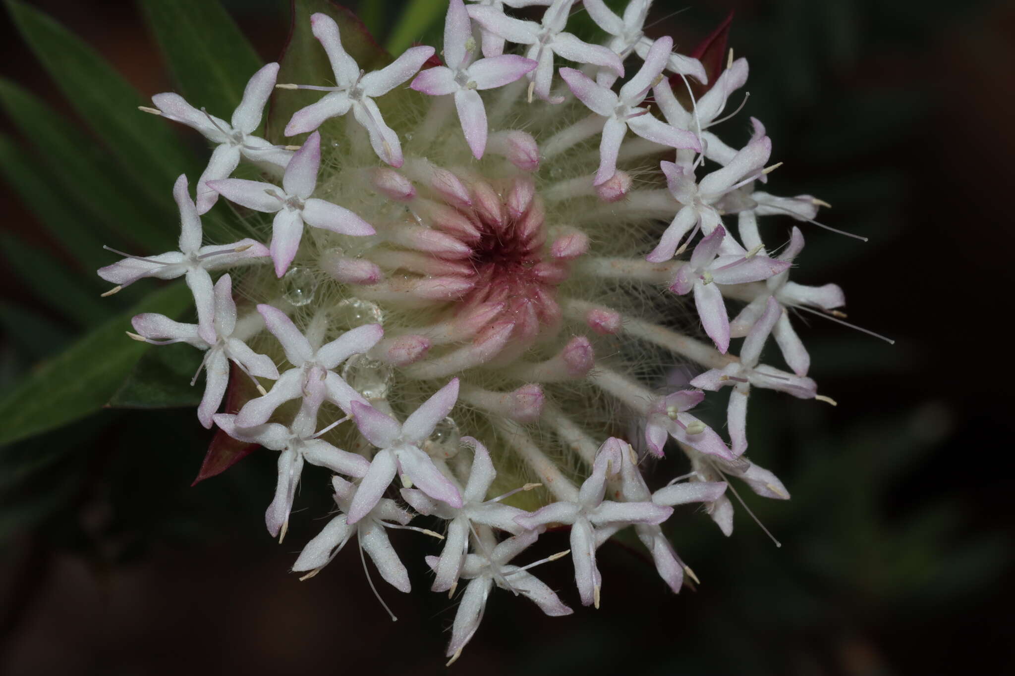 Image of Pimelea spectabilis Lindl.