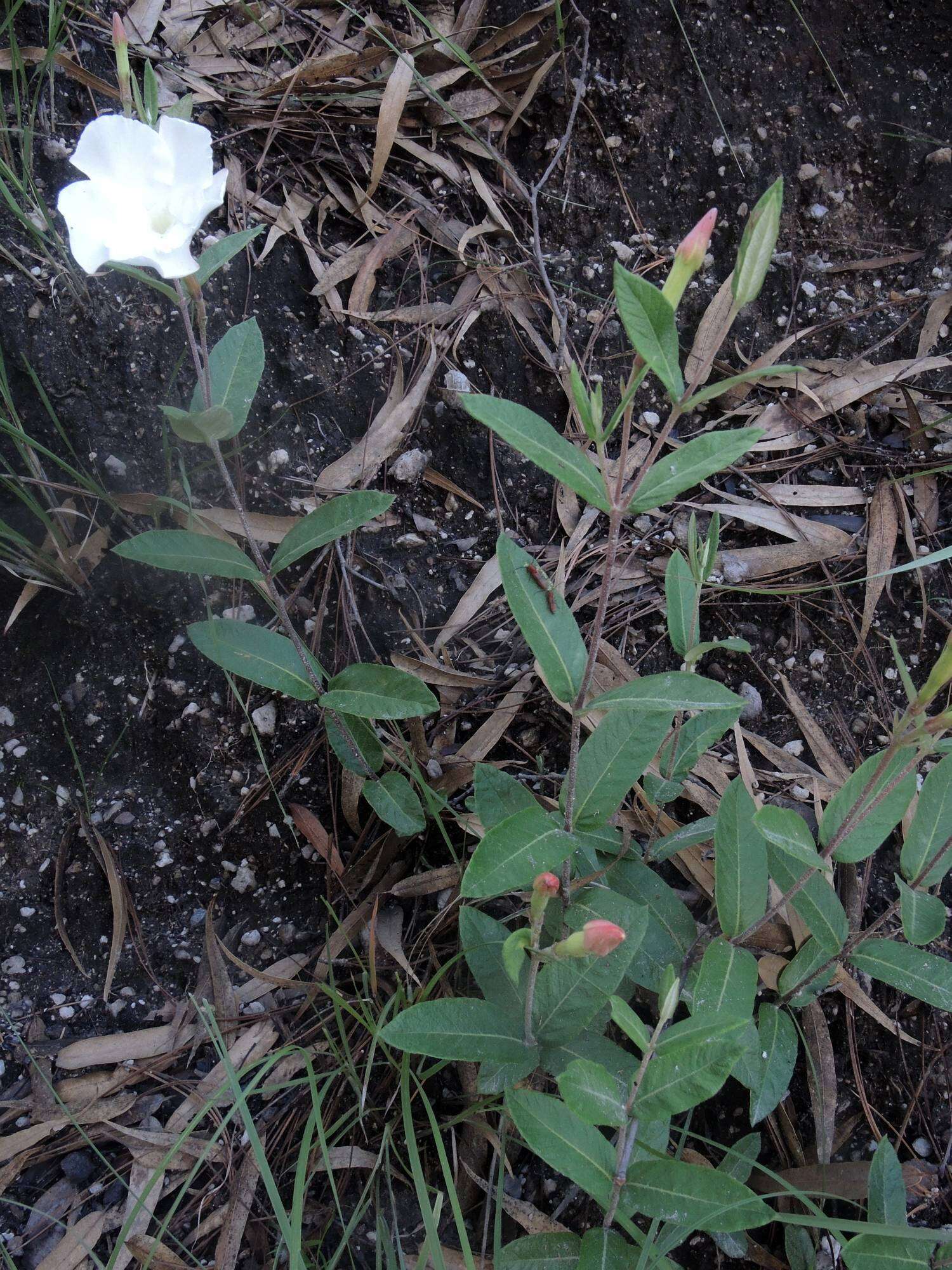 Image of Davis Mountain rocktrumpet