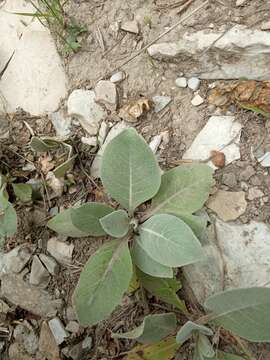 Image of Verbascum gnaphalodes Bieb.