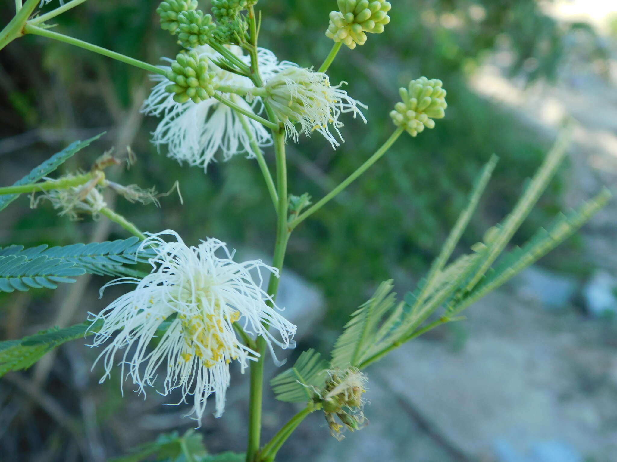 Image of Desmanthus fruticosus Rose