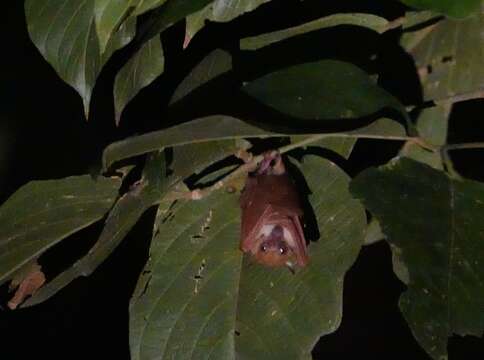 Macroglossus minimus (E. Geoffroy 1810) resmi