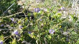 Image of Arizona fiestaflower