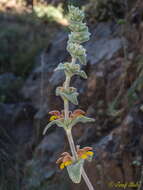 Image of Phlomis crinita Cav.